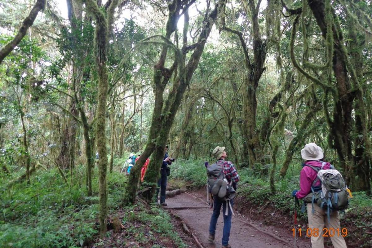 un grup de persones caminant per un sender al bosc
