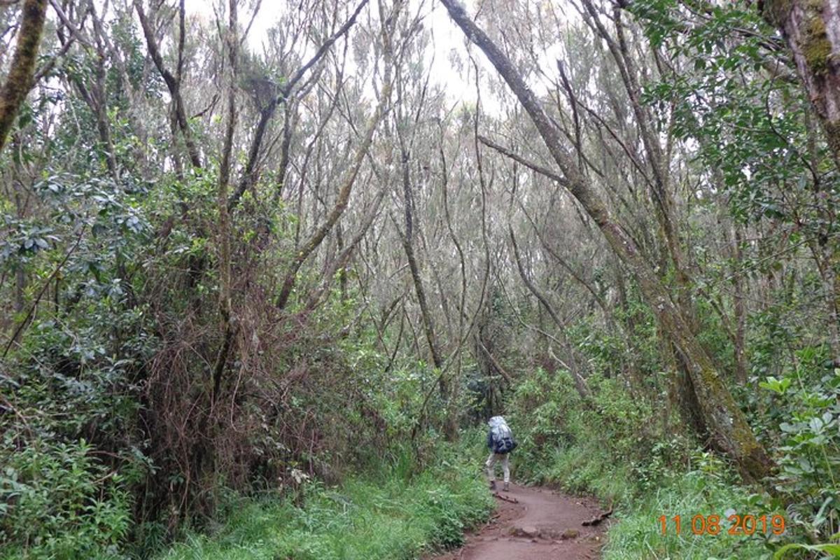 una persona caminant per un camí de terra en un bosc