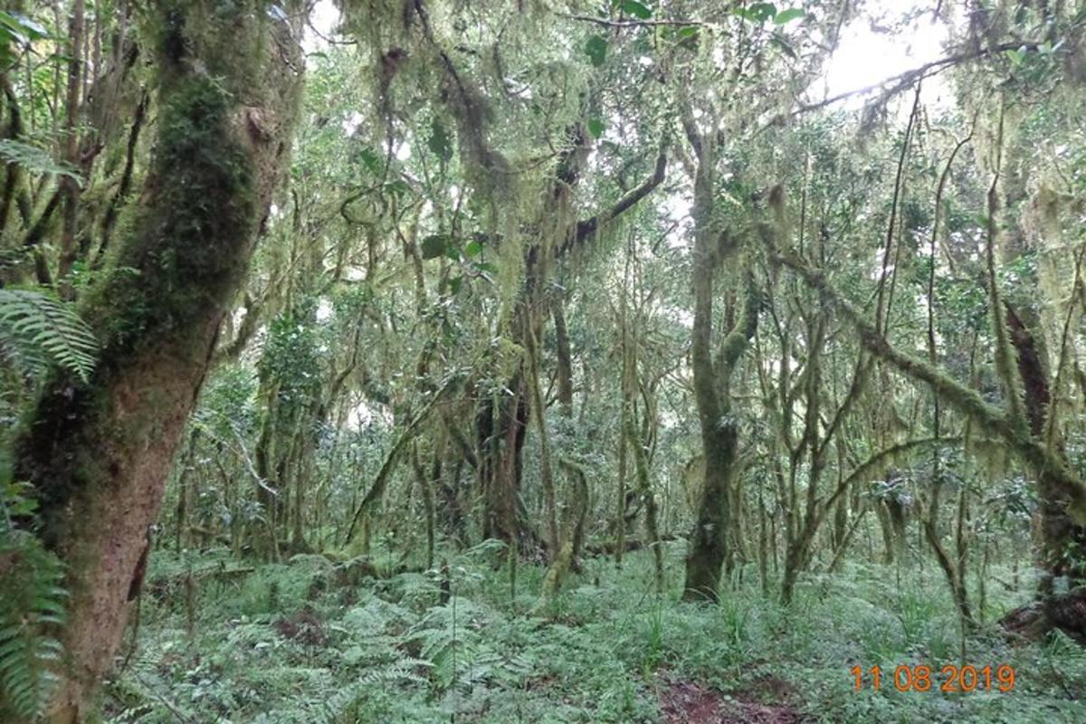 un bosc ple d'arbres i plantes verdes exuberants