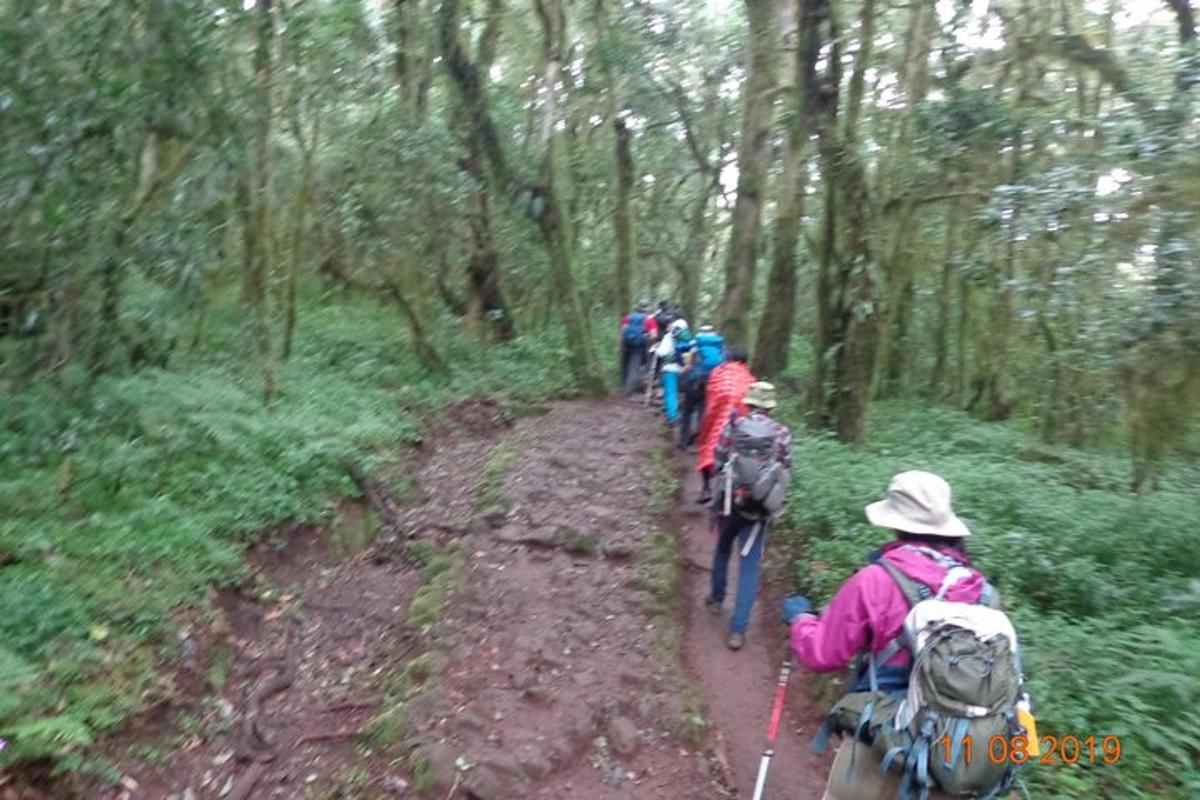 um grupo de pessoas caminhando em uma trilha na floresta