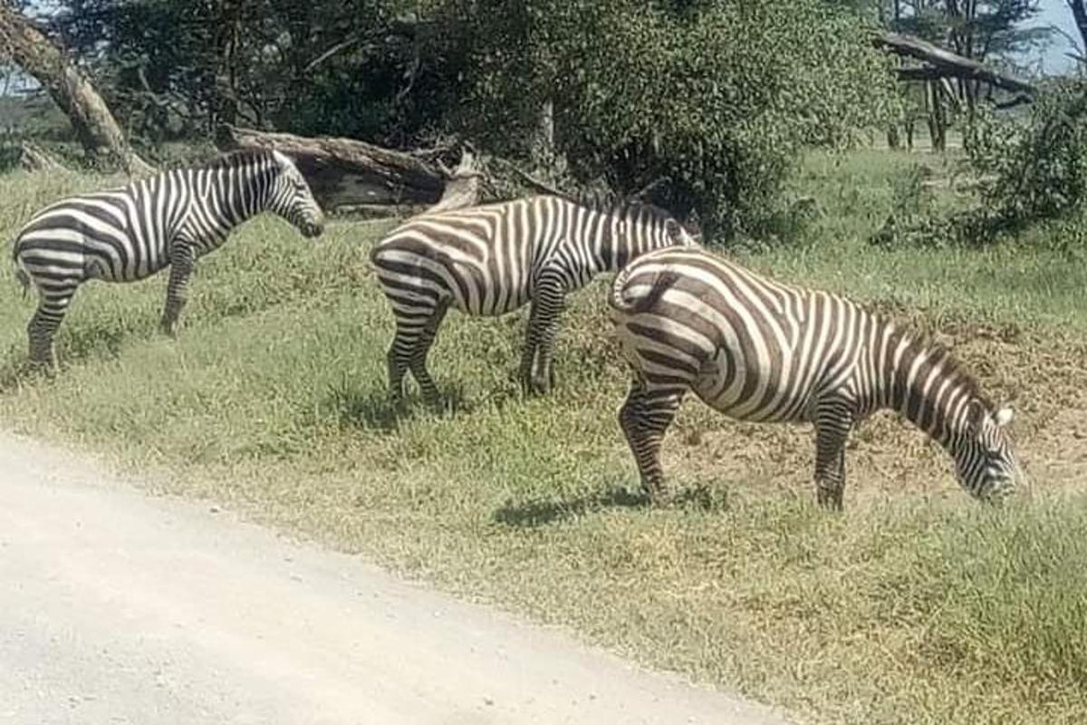 tři zebry pasoucí se v trávě vedle silnice