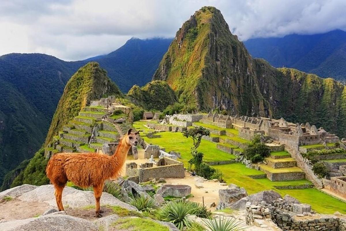 uma lhama em pé no topo de uma montanha