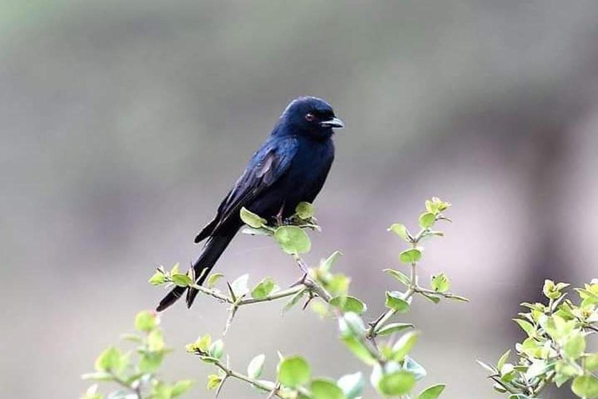 een blauwe vogel bovenop een boomtak