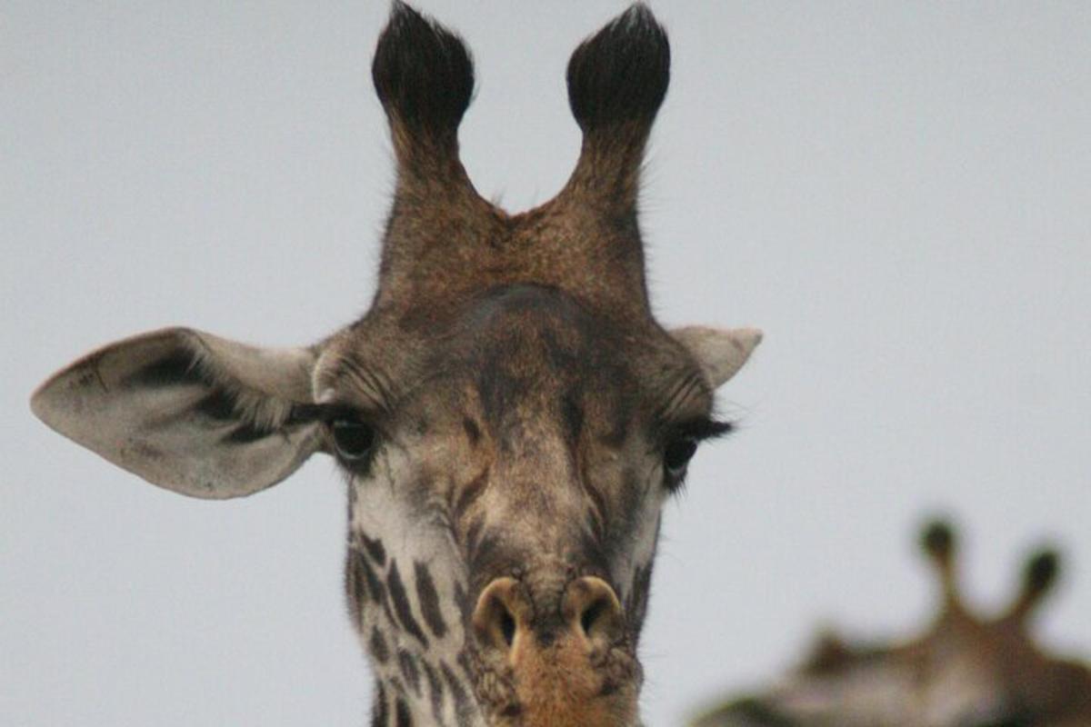 um close da cabeça de uma girafa
