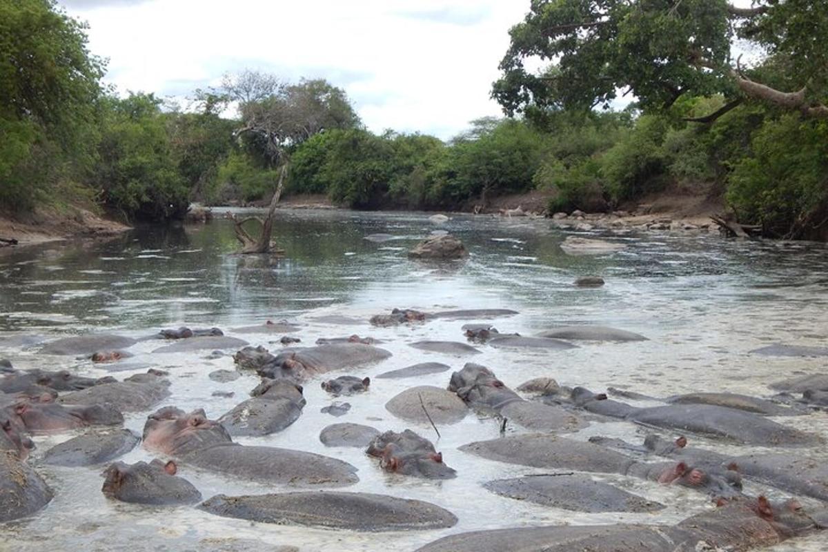 un gruppo di foche che nuotano in un fiume