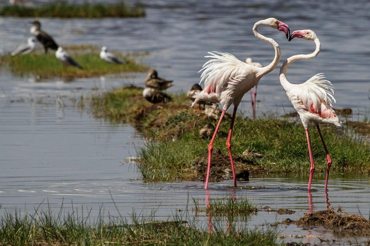 rühm flamingosid vees seismas