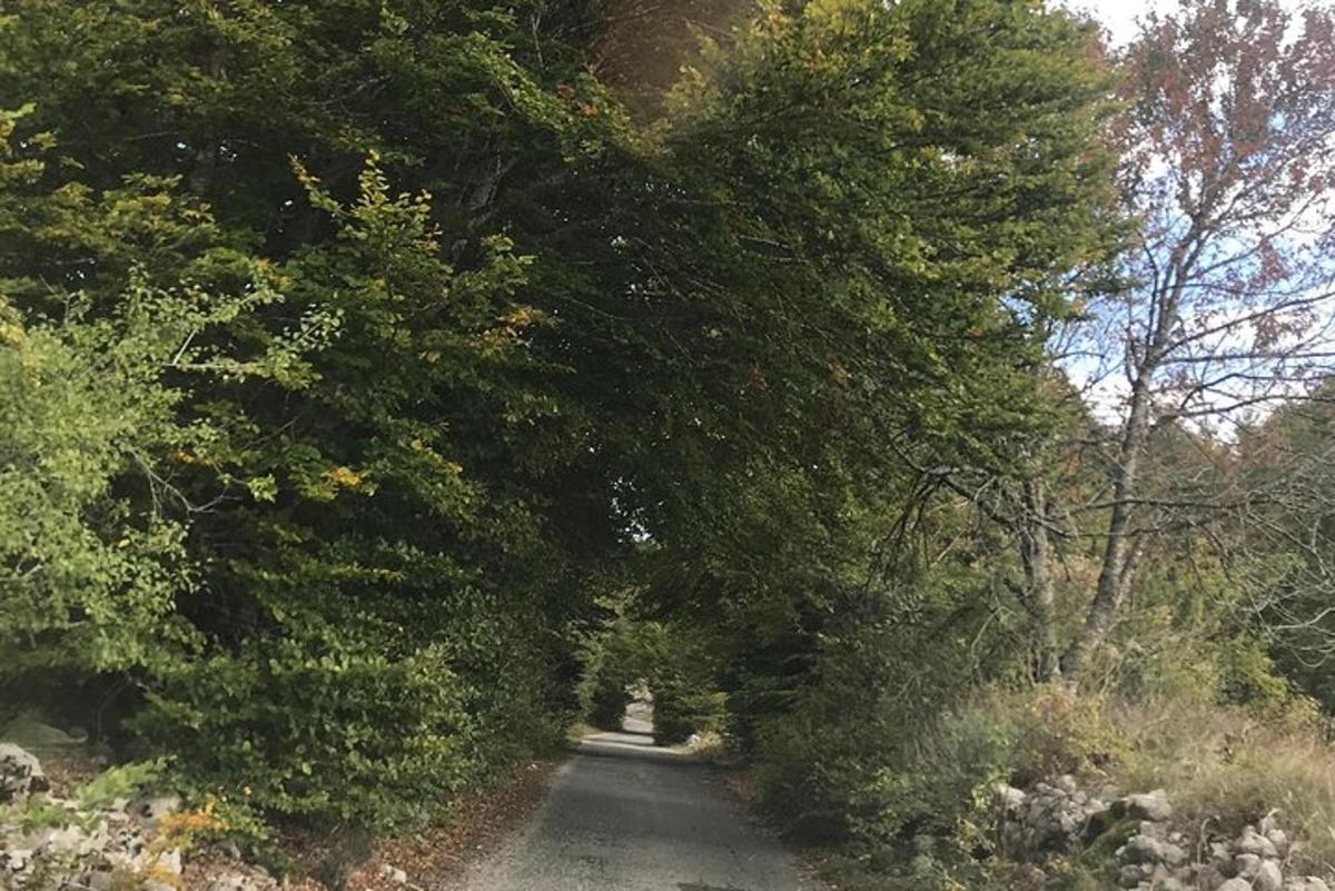 ένας χωματόδρομος με δέντρα εκατέρωθεν