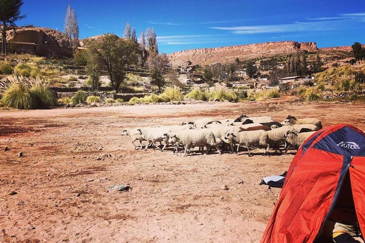 a herd of sheep standing in a field next to a tent