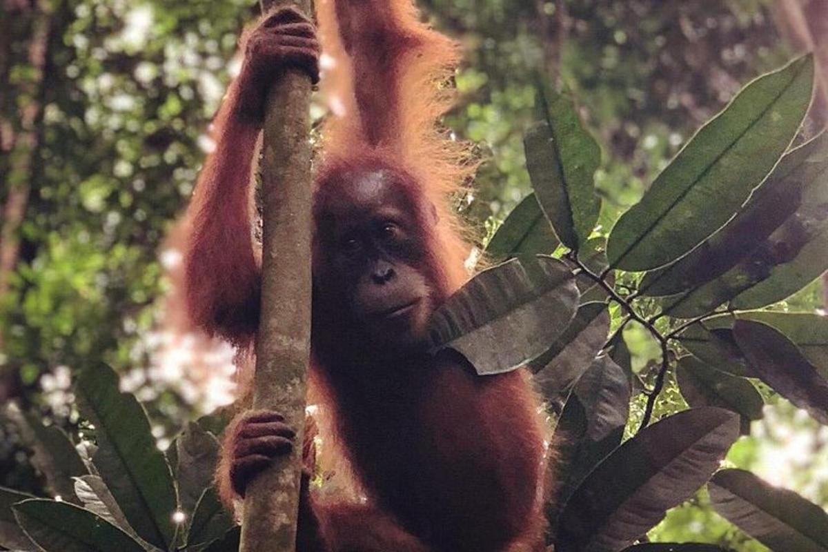 a monkey is hanging from a tree