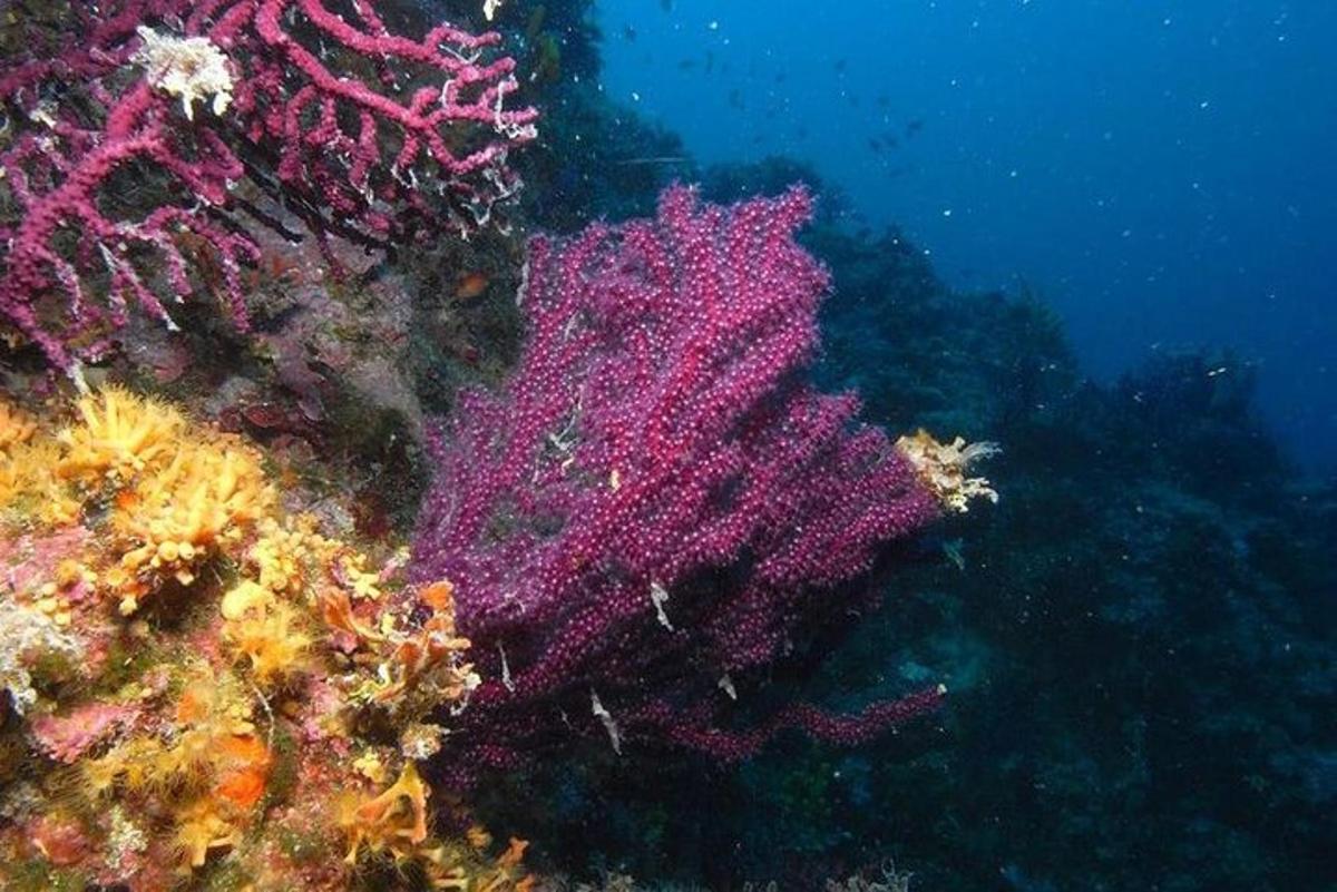 terumbu karang berwarna-warni di lautan