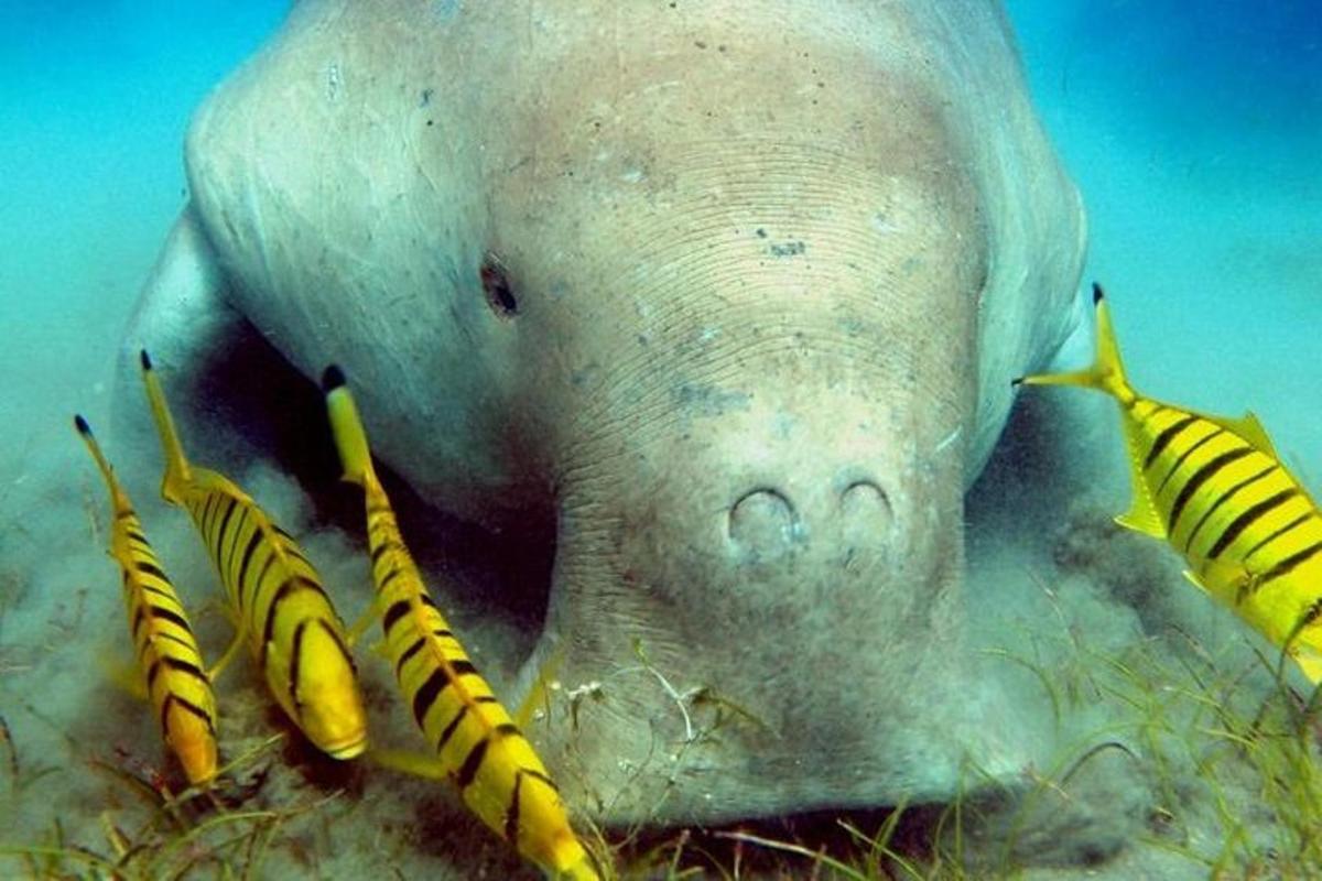 close up anjing laut di dalam air dengan pisang