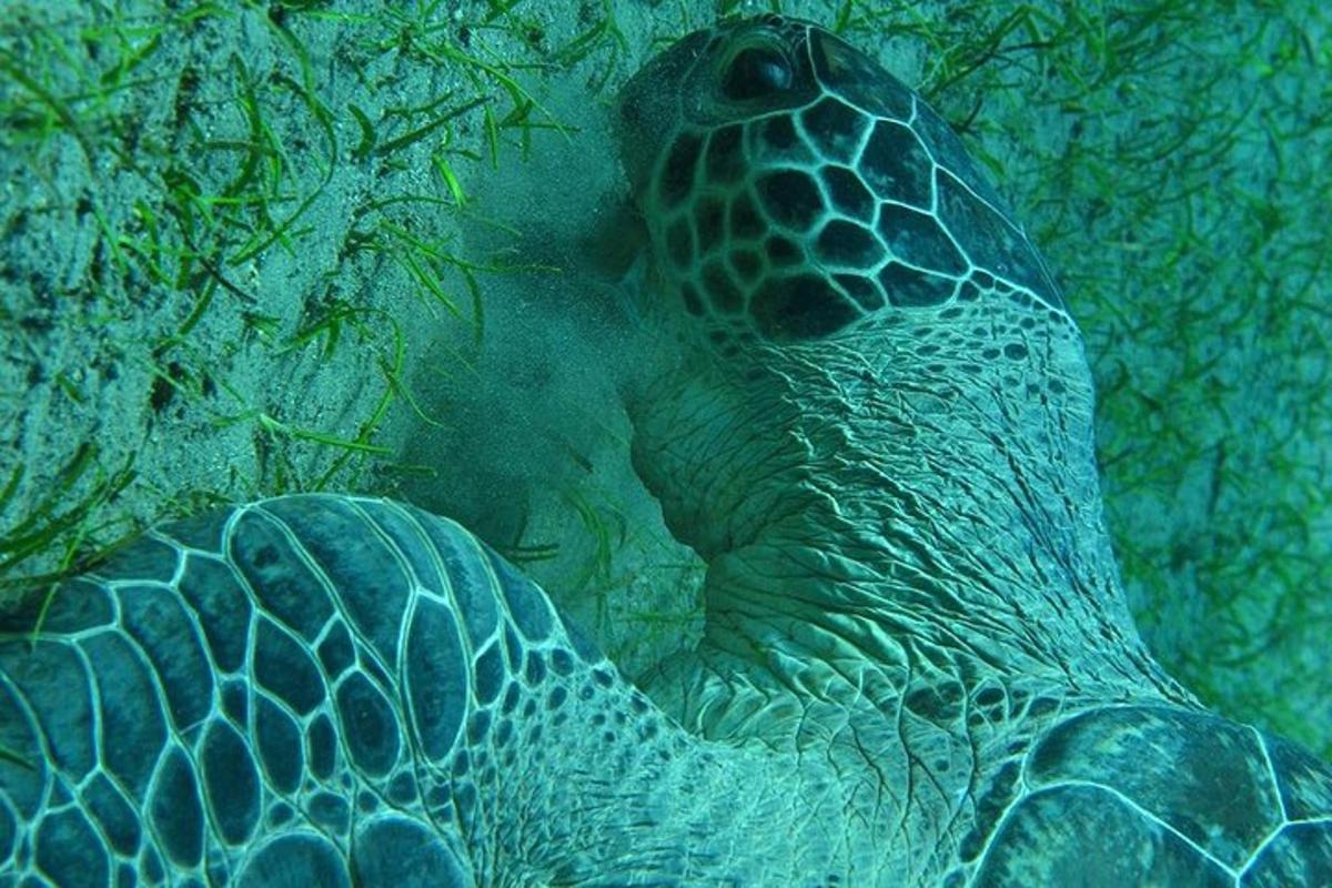 una tartaruga sta nuotando nell'acqua
