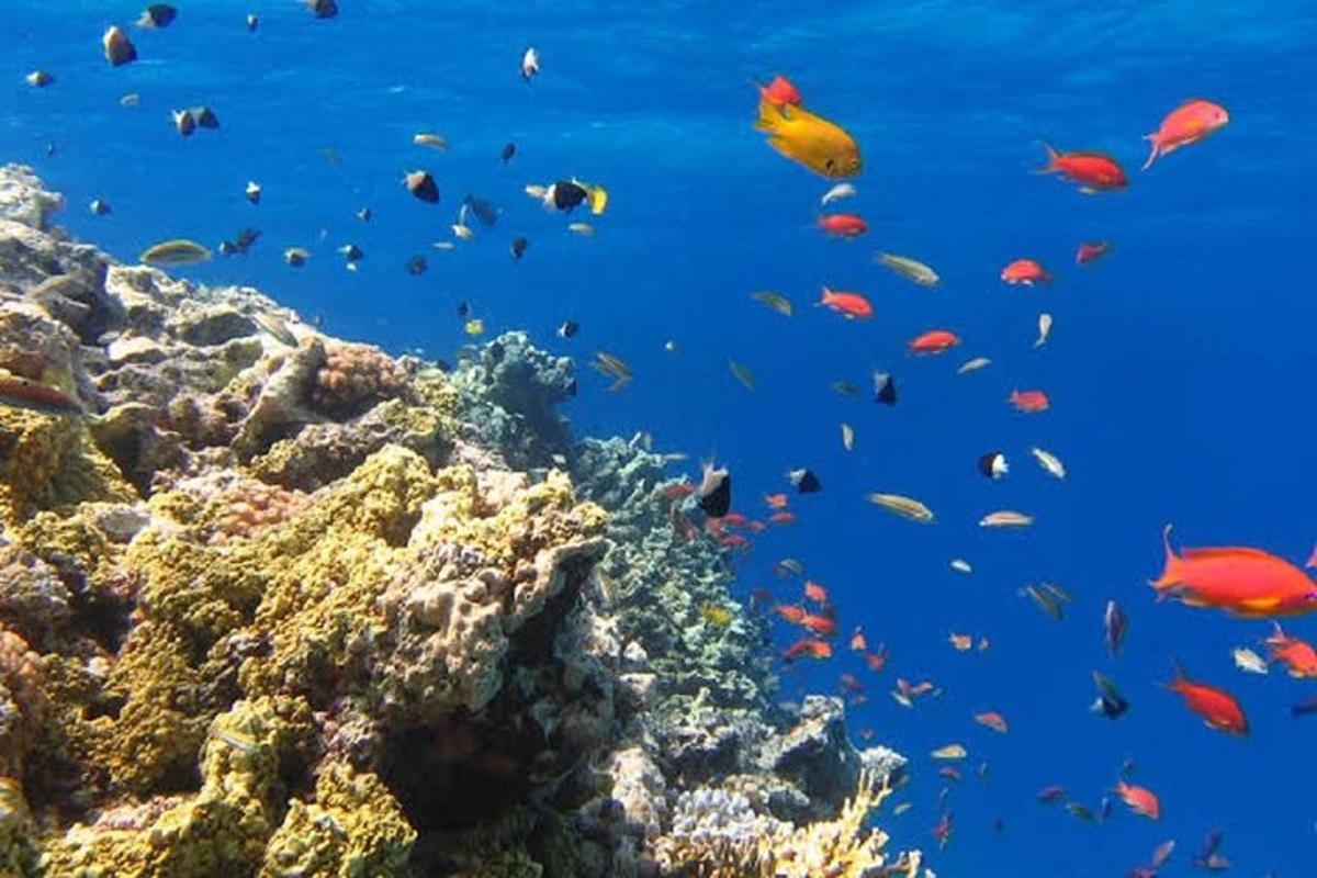sekelompok ikan di terumbu karang