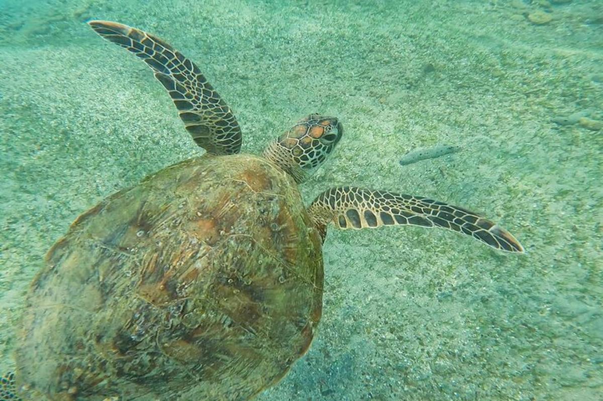 a green sea turtle swimming in the water