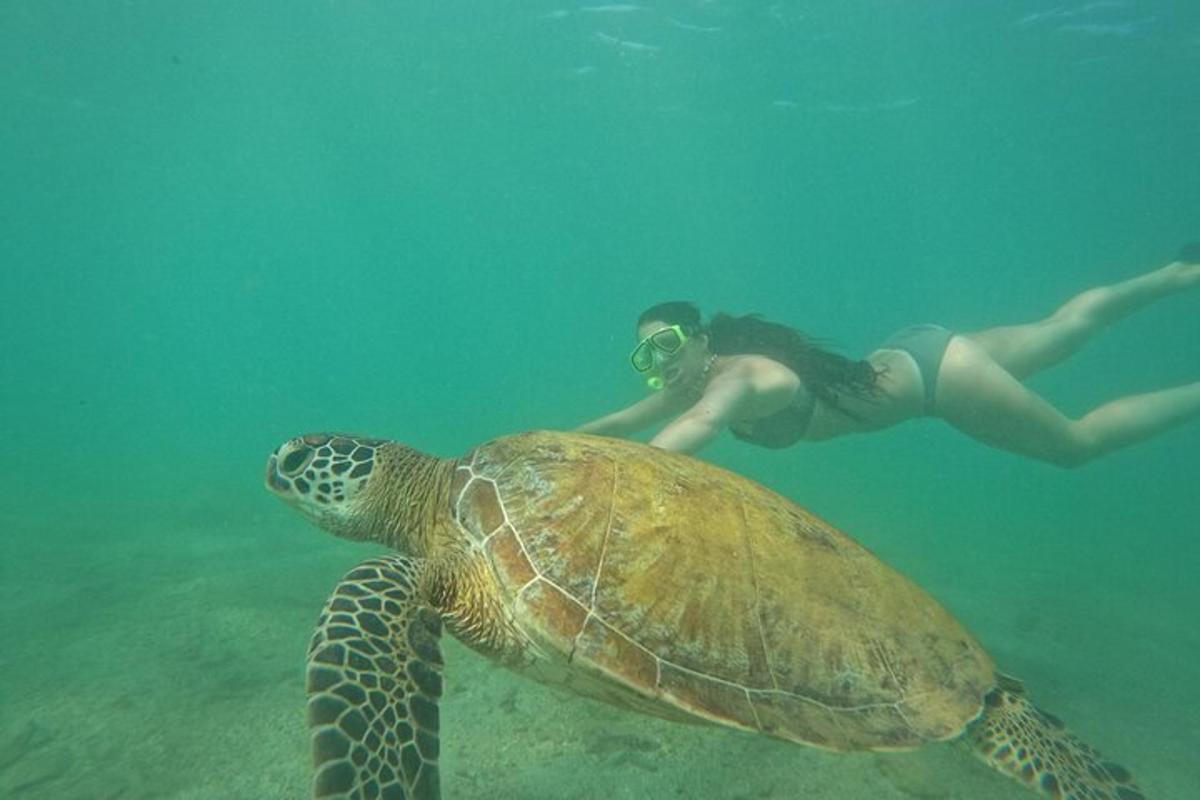 a person swimming next to a turtle in the water