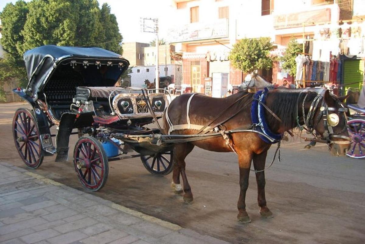 ένα άλογο που τραβάει μια άμαξα σε έναν δρόμο της πόλης