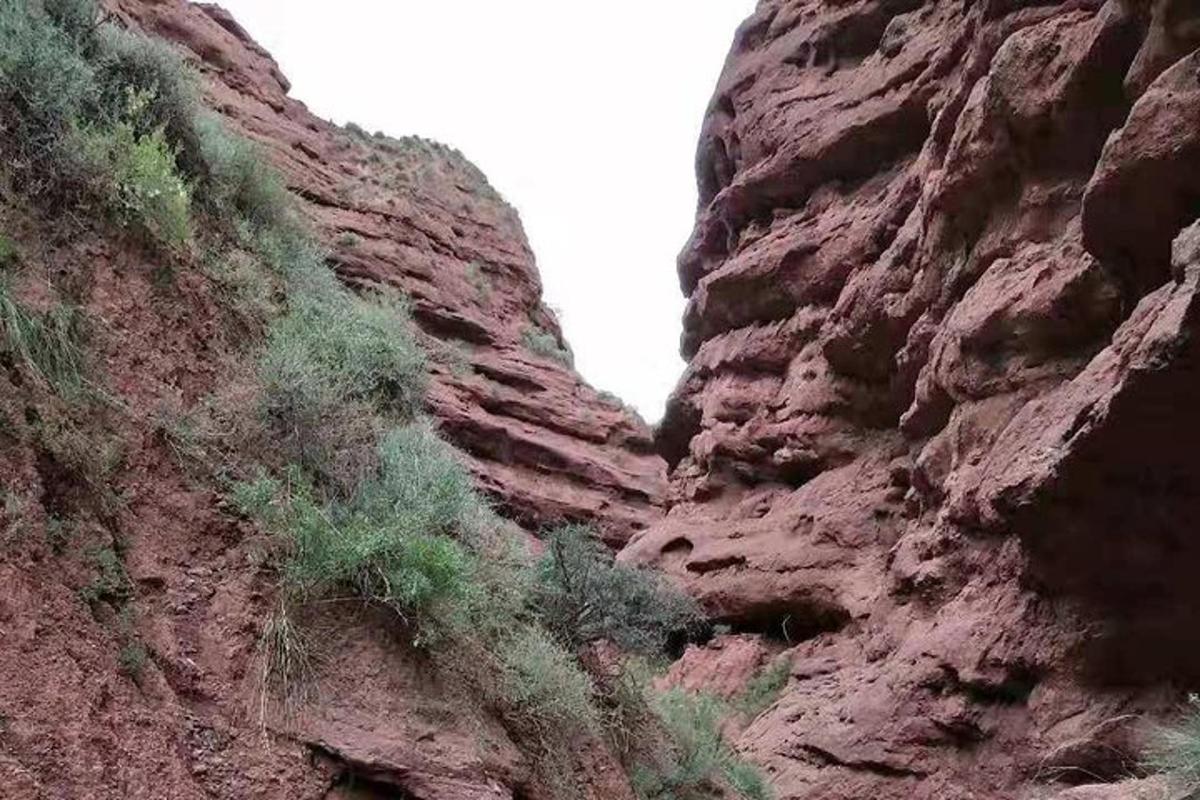 a rocky canyon with some plants growing on it