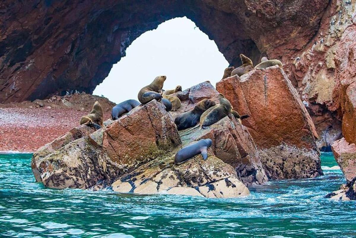 um grupo de focas em rochas na água