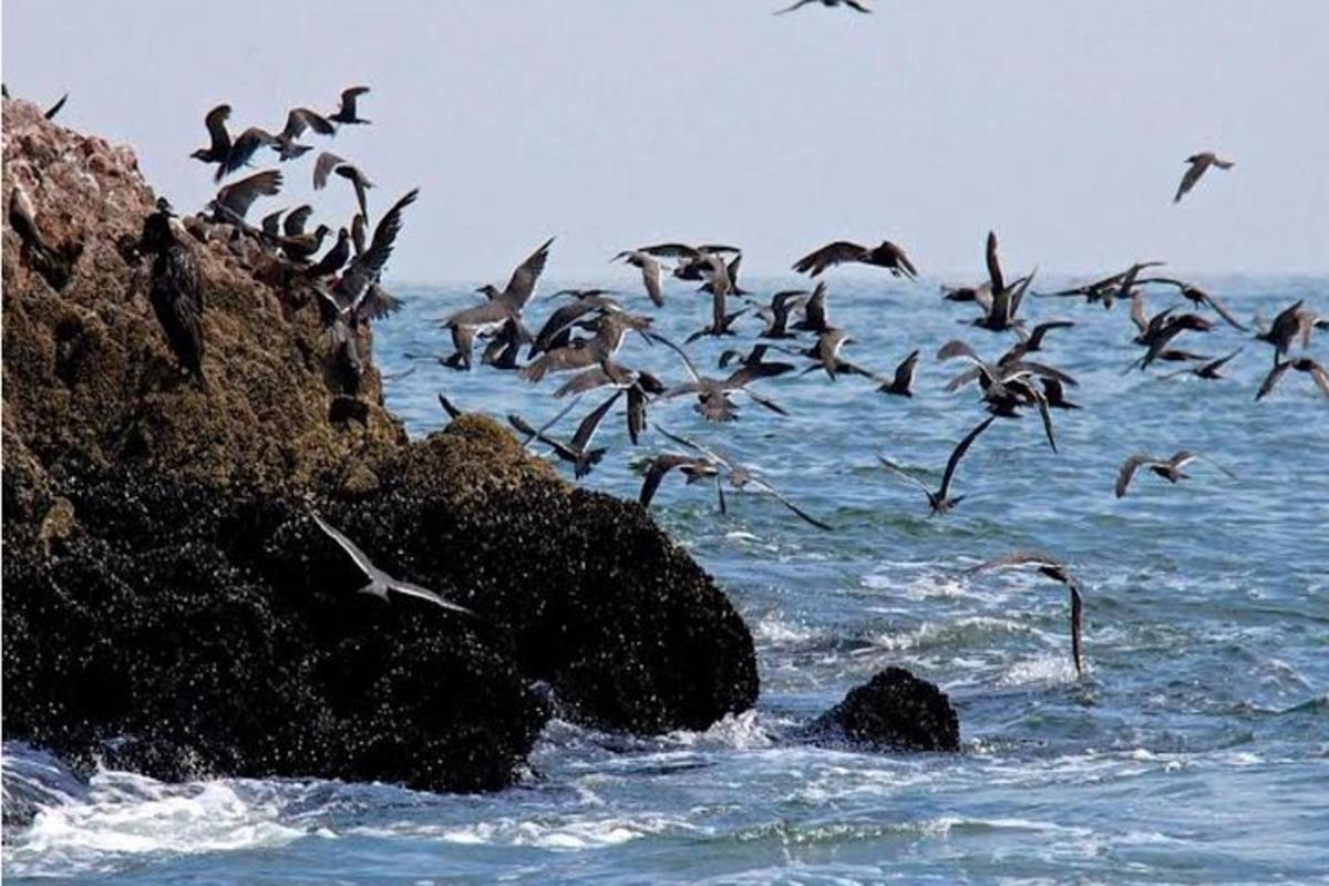 en flokk fugler som flyr over havet