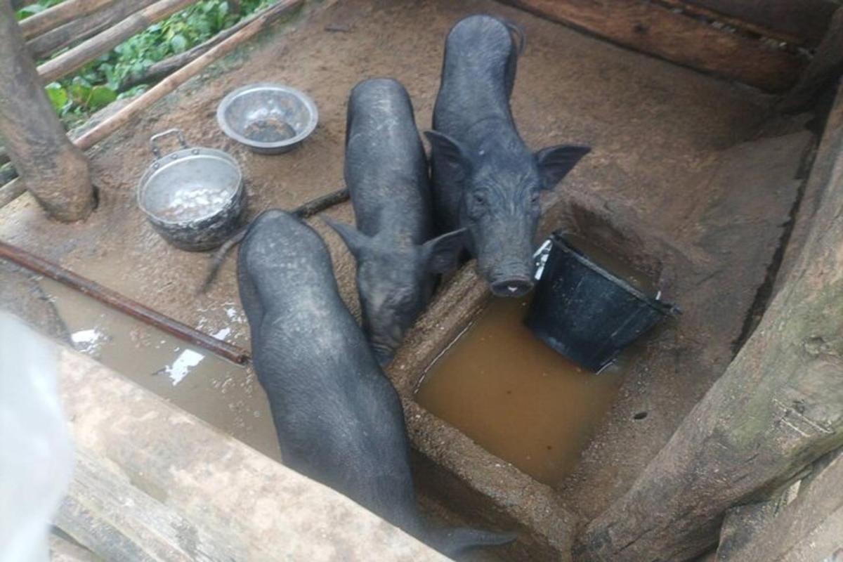 a group of three statues ofinguicans standing in water
