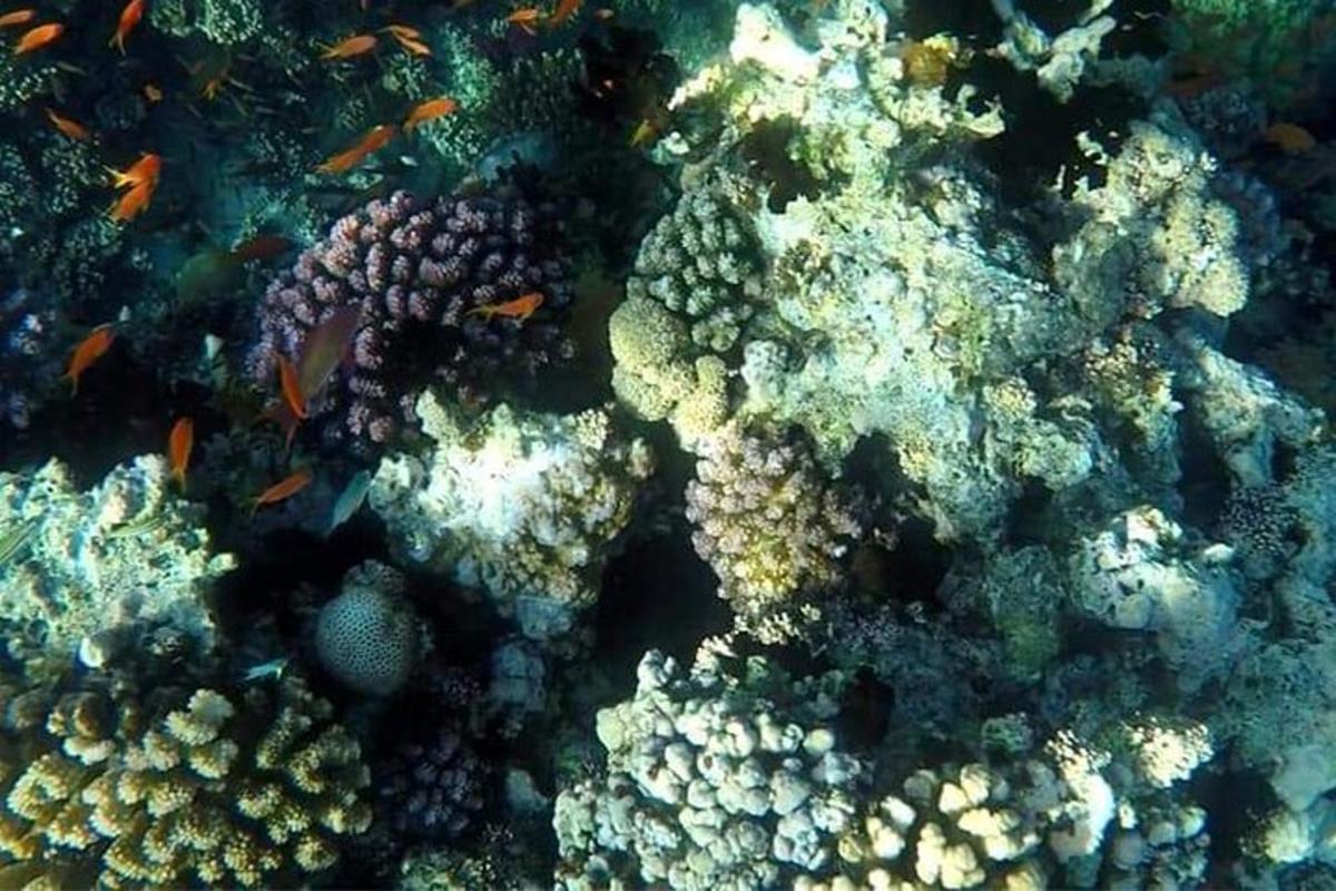 primer pla d'un escull de corall amb peixos