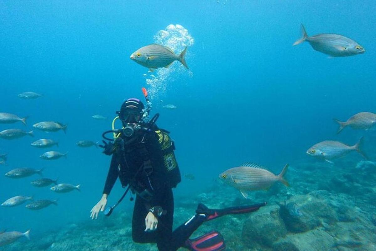un bussejador a l'oceà amb un grup de peixos