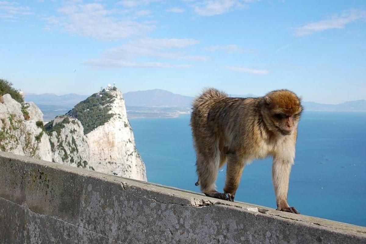 um macaco em pé em um muro perto da água