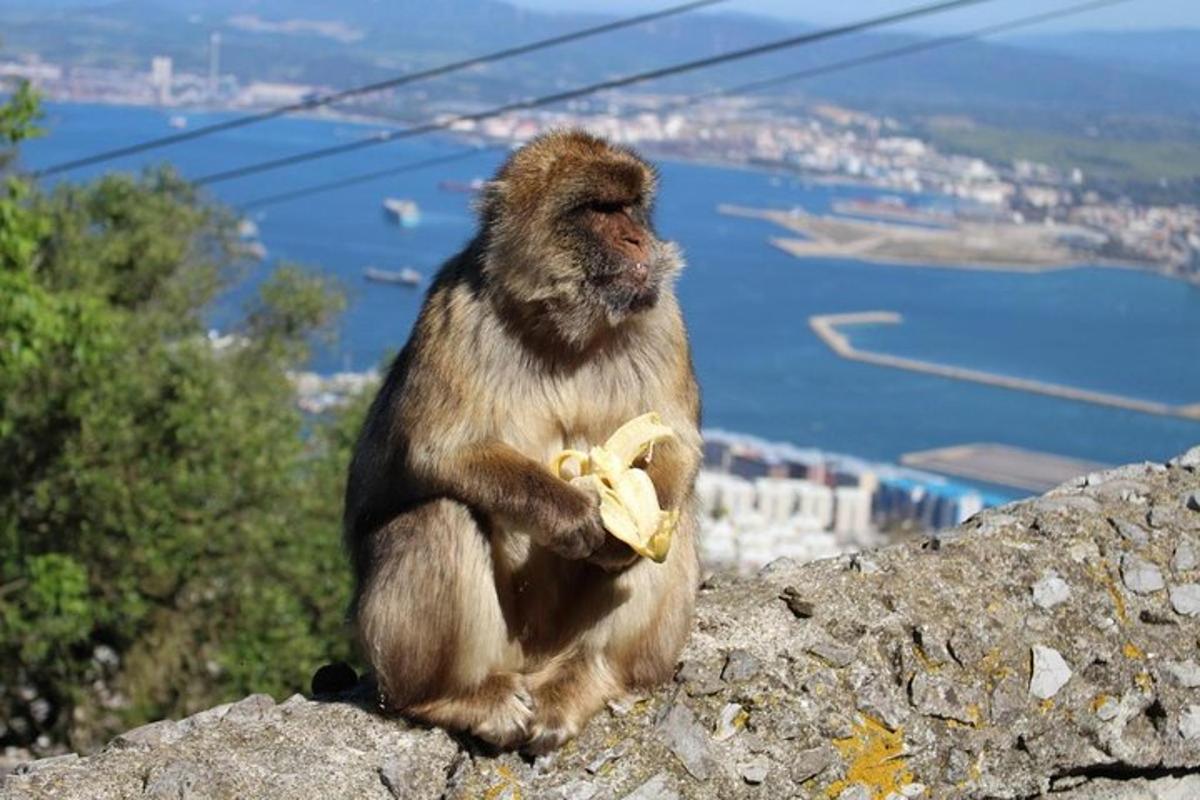 um macaco sentado no topo de uma montanha segurando uma banana