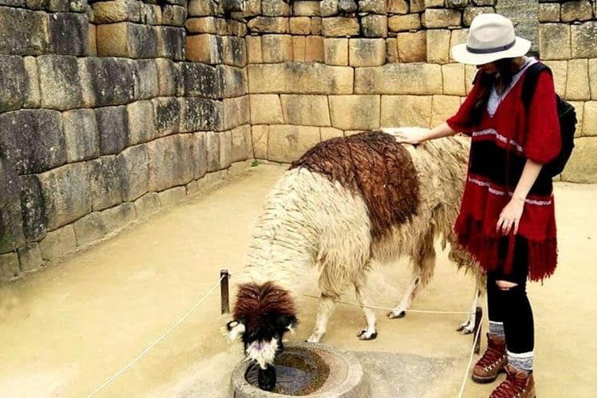 một người phụ nữ mặc váy đỏ đang vuốt ve một con dê