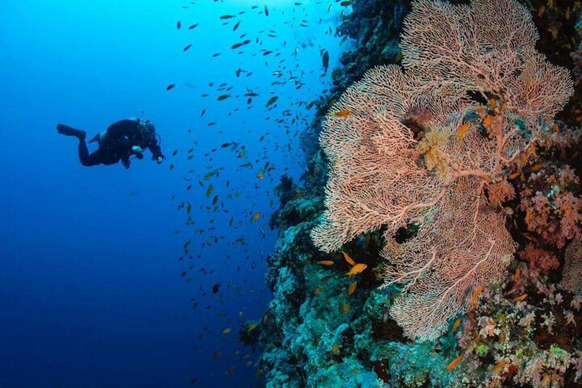 uma pessoa no oceano ao lado de um recife de coral