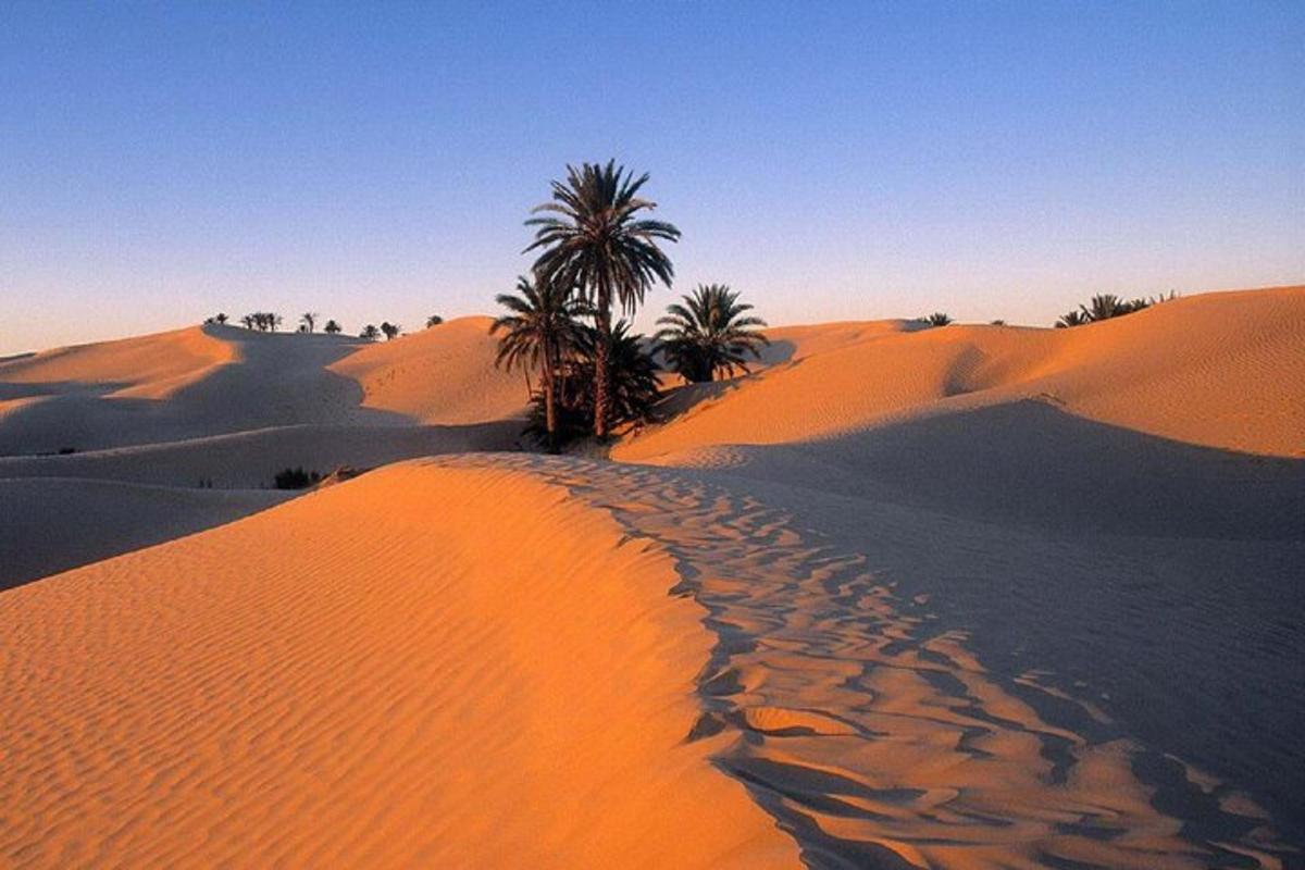 un desert amb palmeres a sobre de dunes de sorra