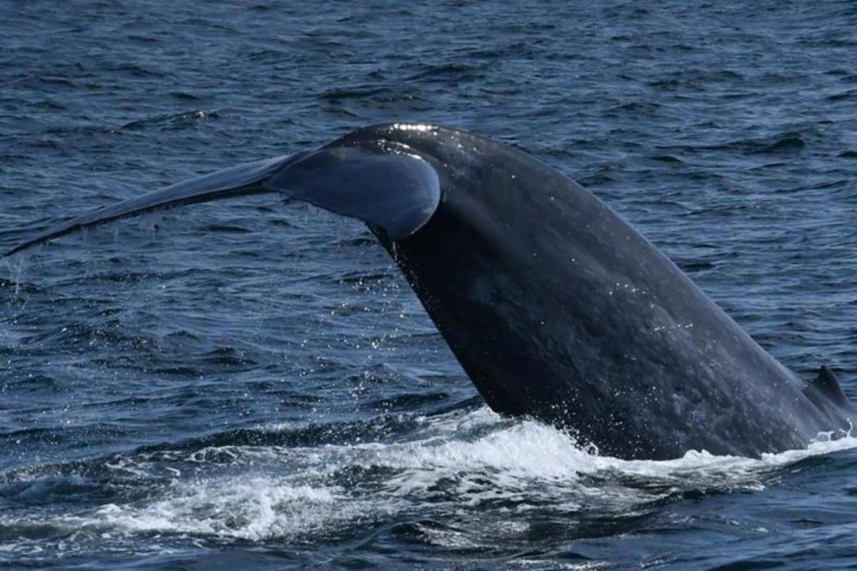a whale with its tail sticking out of the water