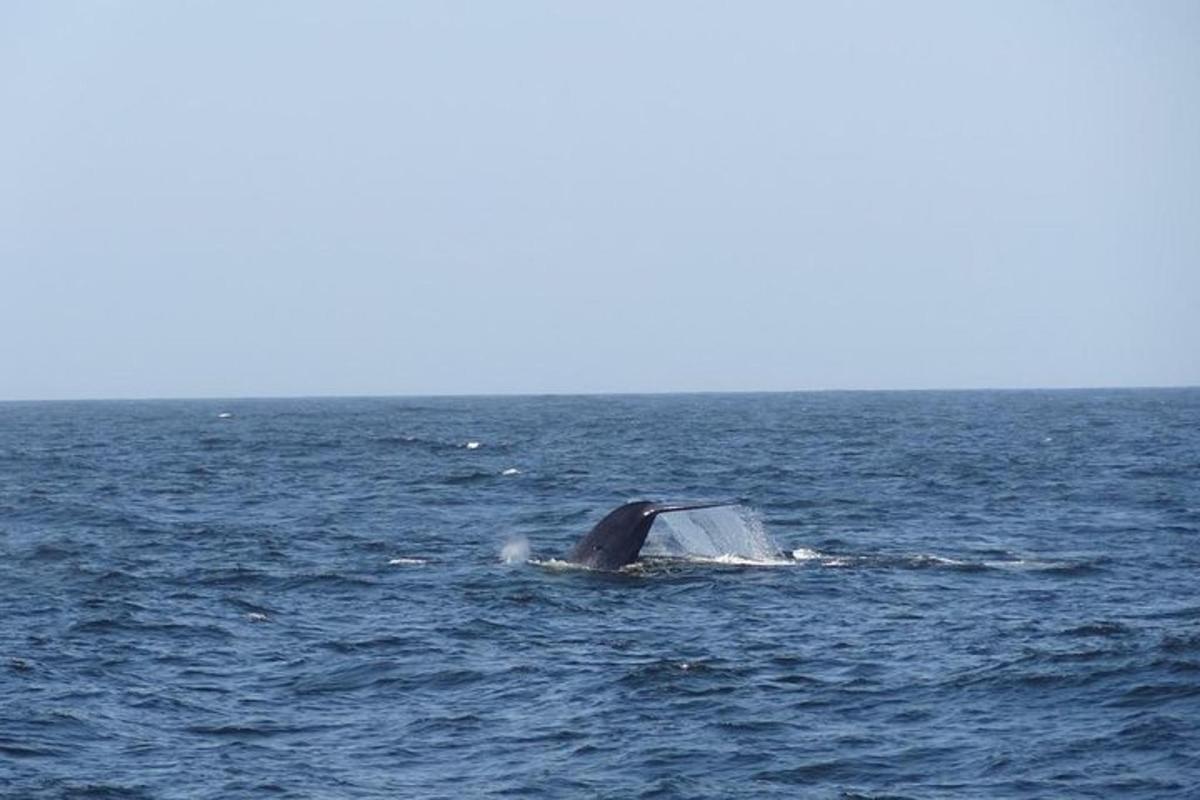 a whale sticking its head out of the water