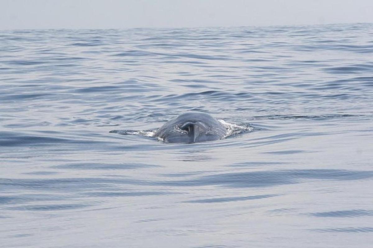 a dolphin swimming in a body of water