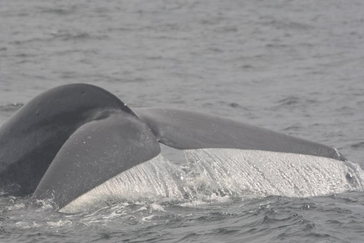 a tail of a dolphin in the water