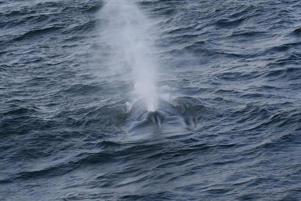 a dolphin in the water with a spray of water