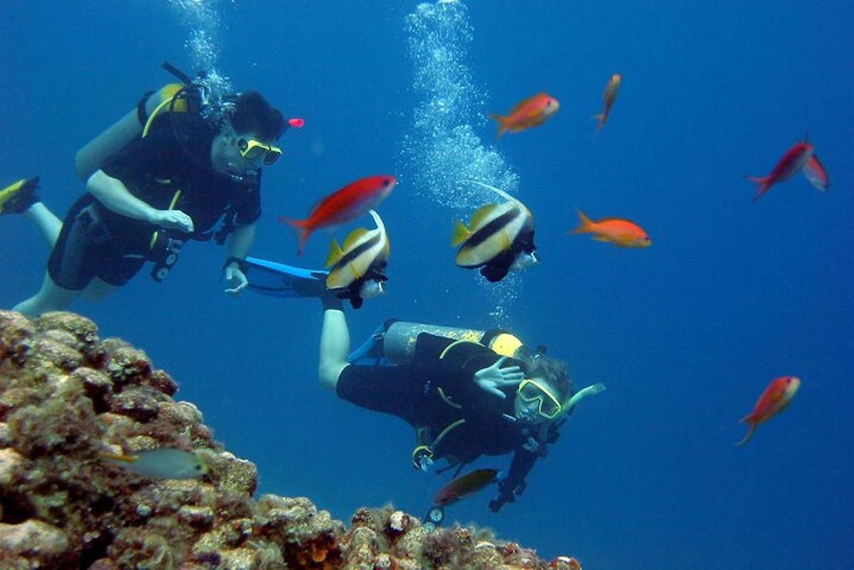 eine Person, die mit einer Gruppe von Fischen im Meer taucht
