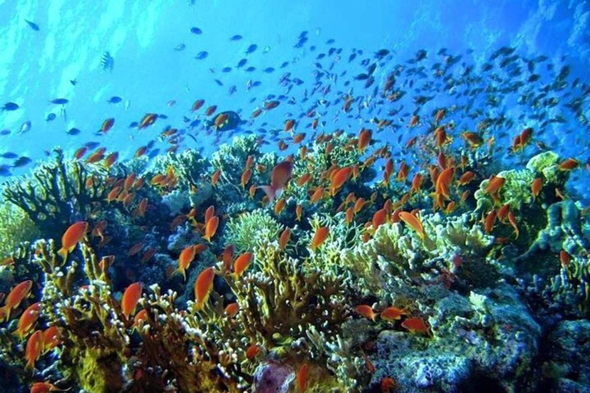 ein Korallenriff mit vielen Fischen darauf