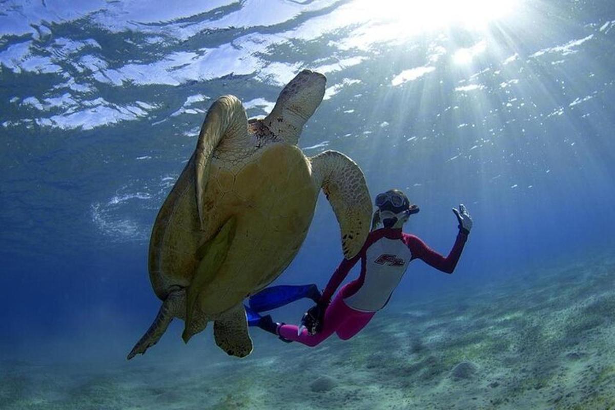 une personne debout à côté d'une tortue de mer dans l'eau