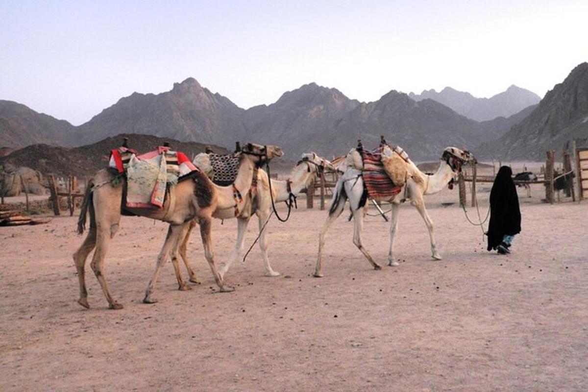 un gruppo di cammelli che camminano nel deserto