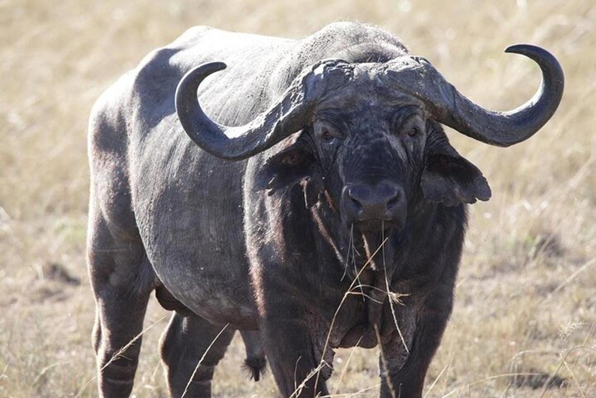 Un toro con cuernos largos comiendo hierba en un campo