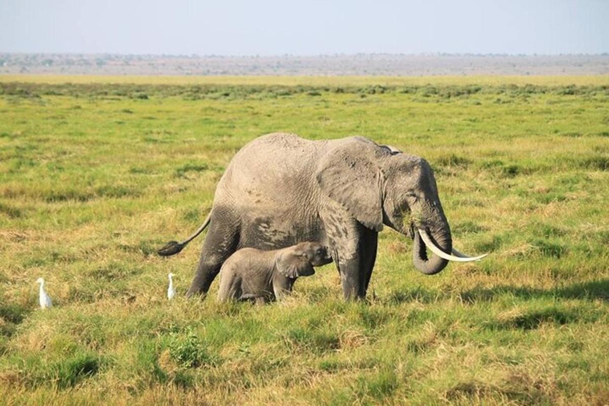 Un elefante y un bebé elefante de pie en un campo