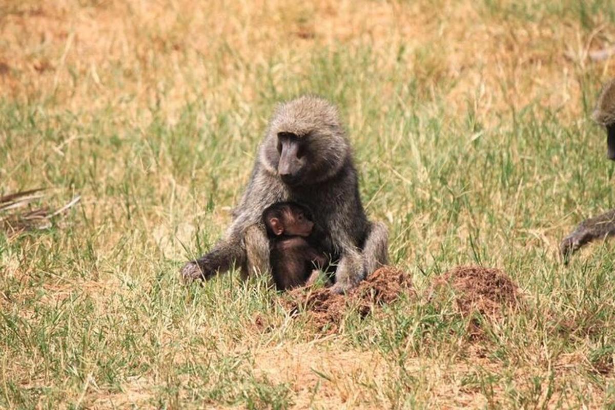 Un mono y su cría sentados en un campo