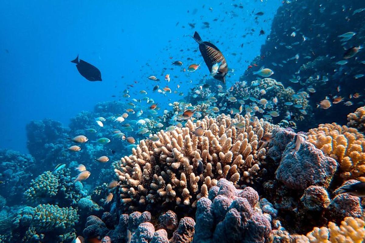una barriera corallina con pesci nell'oceano