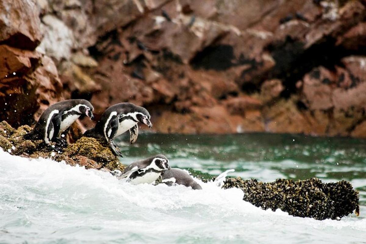 dos pájaros en las rocas en el agua