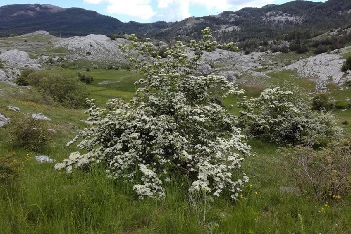 ένας θάμνος με άσπρα λουλούδια σε ένα χωράφι