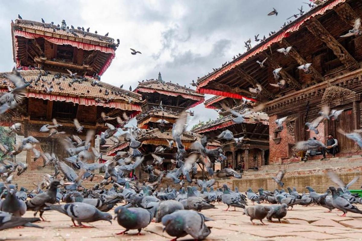 a large flock of birds flying around a building