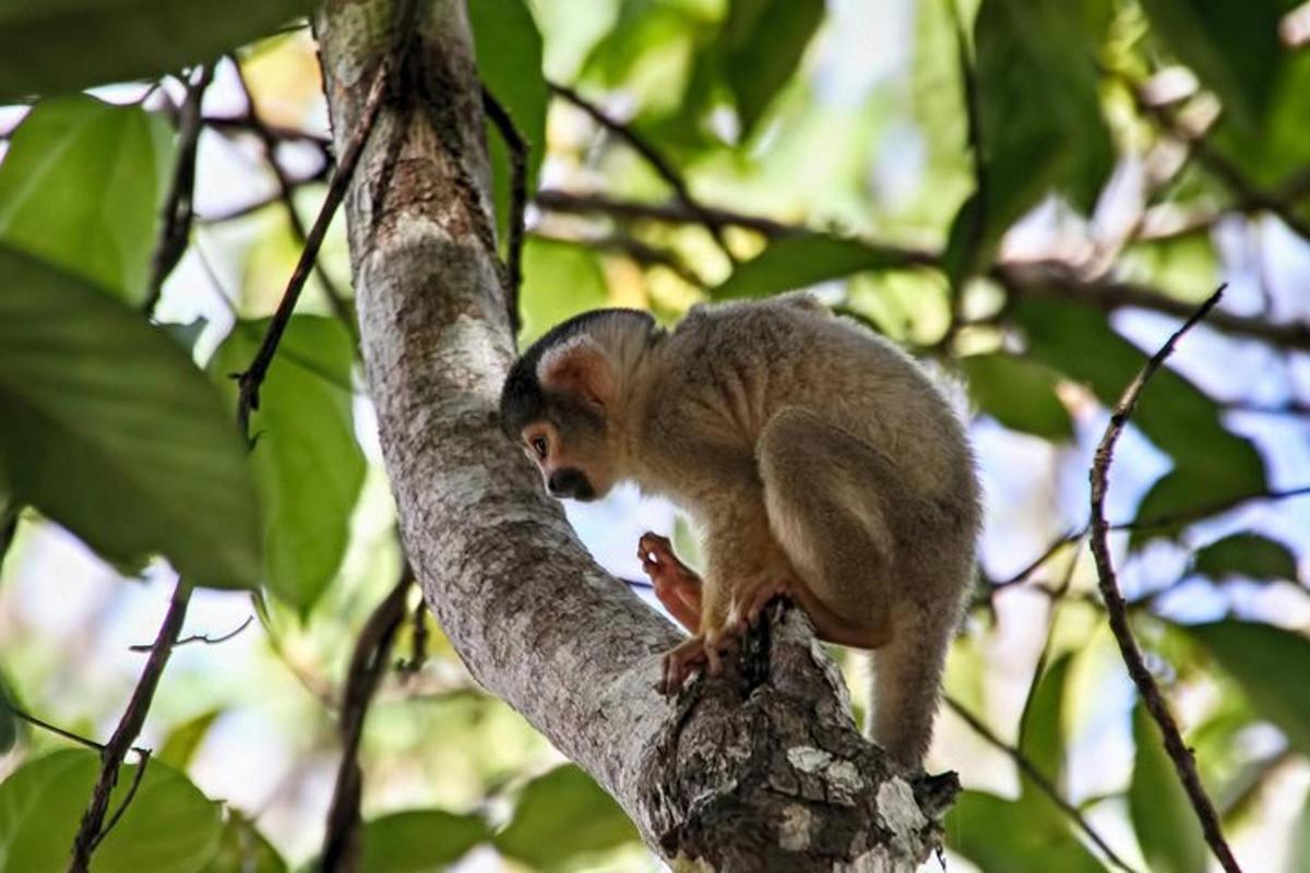 a monkey is sitting on a tree branch