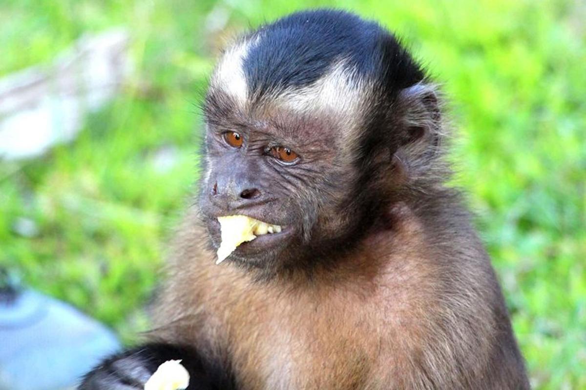 a monkey with a piece of food in its mouth