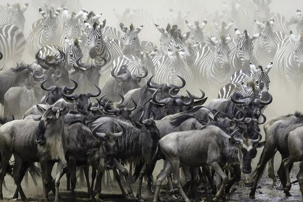 kawanan zebra dan hewan lainnya berlari